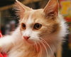 Fox the Friendly Kitten