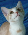 Amber the Affectionate Kitten
