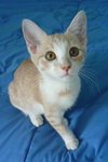 Amber the Affectionate Kitten