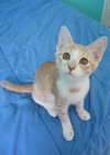 Amber the Affectionate Kitten