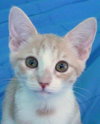 Amber the Affectionate Kitten