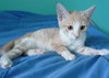 Amber the Affectionate Kitten