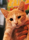 Amber the Affectionate Kitten
