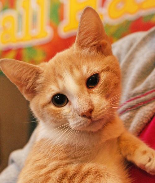 Amber the Affectionate Kitten
