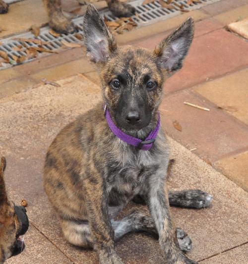 Zeal the Shepard/ Lab Puppy