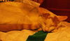Taz the Playful Kitten