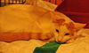 Taz the Playful Kitten