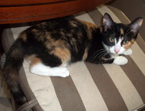 Pebbles the Social Calico Kitten
