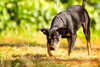 Oxide the Dobie Pup
