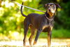 Oxide the Dobie Pup