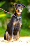 Oxide the Dobie Pup