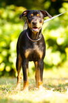 Oxide the Dobie Pup