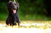 Derek the Long Haired Doxen