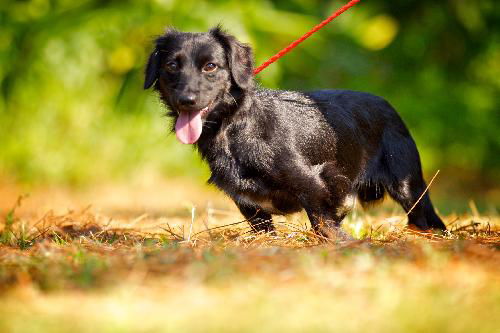 Derek the Long Haired Doxen