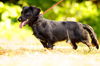 Derek the Long Haired Doxen