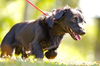 Derek the Long Haired Doxen