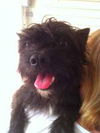 Patriot the Cairn Terrier Mix