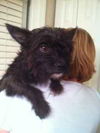 Patriot the Cairn Terrier Mix