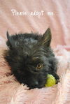 Patriot the Cairn Terrier Mix