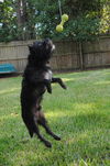 Patriot the Cairn Terrier Mix