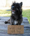 Patriot the Cairn Terrier Mix
