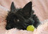 Patriot the Cairn Terrier Mix