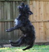 Patriot the Cairn Terrier Mix