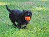 Patriot the Cairn Terrier Mix