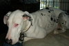 Chance Harlequin Great Dane