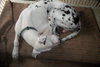 Chance Harlequin Great Dane
