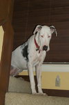 Chance Harlequin Great Dane