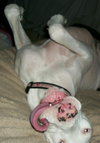 Chance Harlequin Great Dane
