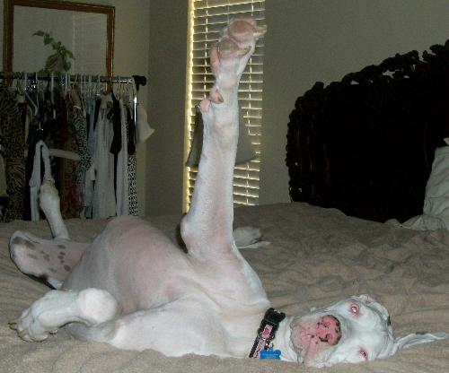 Chance Harlequin Great Dane
