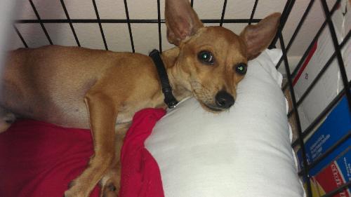 Plato the Chihuahua Puppy