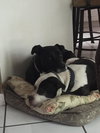 Little Man the Bulldog