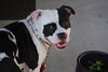 Little Man the Bulldog