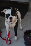 Little Man the Bulldog