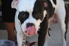 Little Man the Bulldog