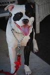 Little Man the Bulldog