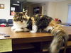 BeBe the Calico Beauty