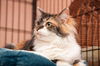 BeBe the Calico Beauty