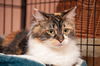BeBe the Calico Beauty