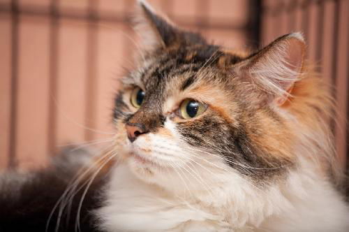 BeBe the Calico Beauty