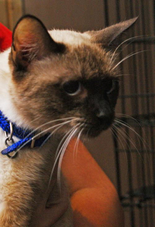 Bella the Seal Point Siamese