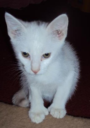 Lincoln the Hemingway Kitten