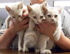 Trike the Deaf but Fearless Kitten