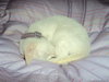 Trike the Deaf but Fearless Kitten