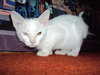 Miss Hemingway the Kitten