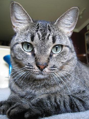 Cleopatra ~ DECLAWED