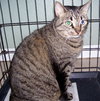 Cleopatra ~ DECLAWED